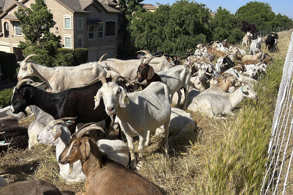 Goats graze on dry grass next to a housing complex in West Sacramento, Calif., on May 17, 2023. Goats are in high demand to clear vegetation as California prepares for the wildfire season, but a farmworker overtime law threatens the grazing business. (AP Photo/Terry Chea)