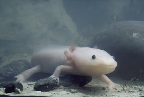 Axolotl-jpg