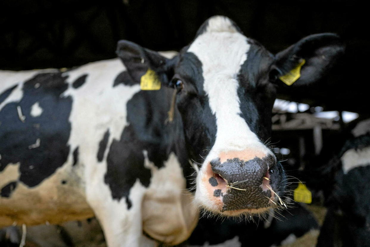 Des traces d’une souche de la grippe aviaire ont été détectées dans du lait pasteurisé aux États-Unis (photo d'illustration).  - Credit:DPA/ABACA