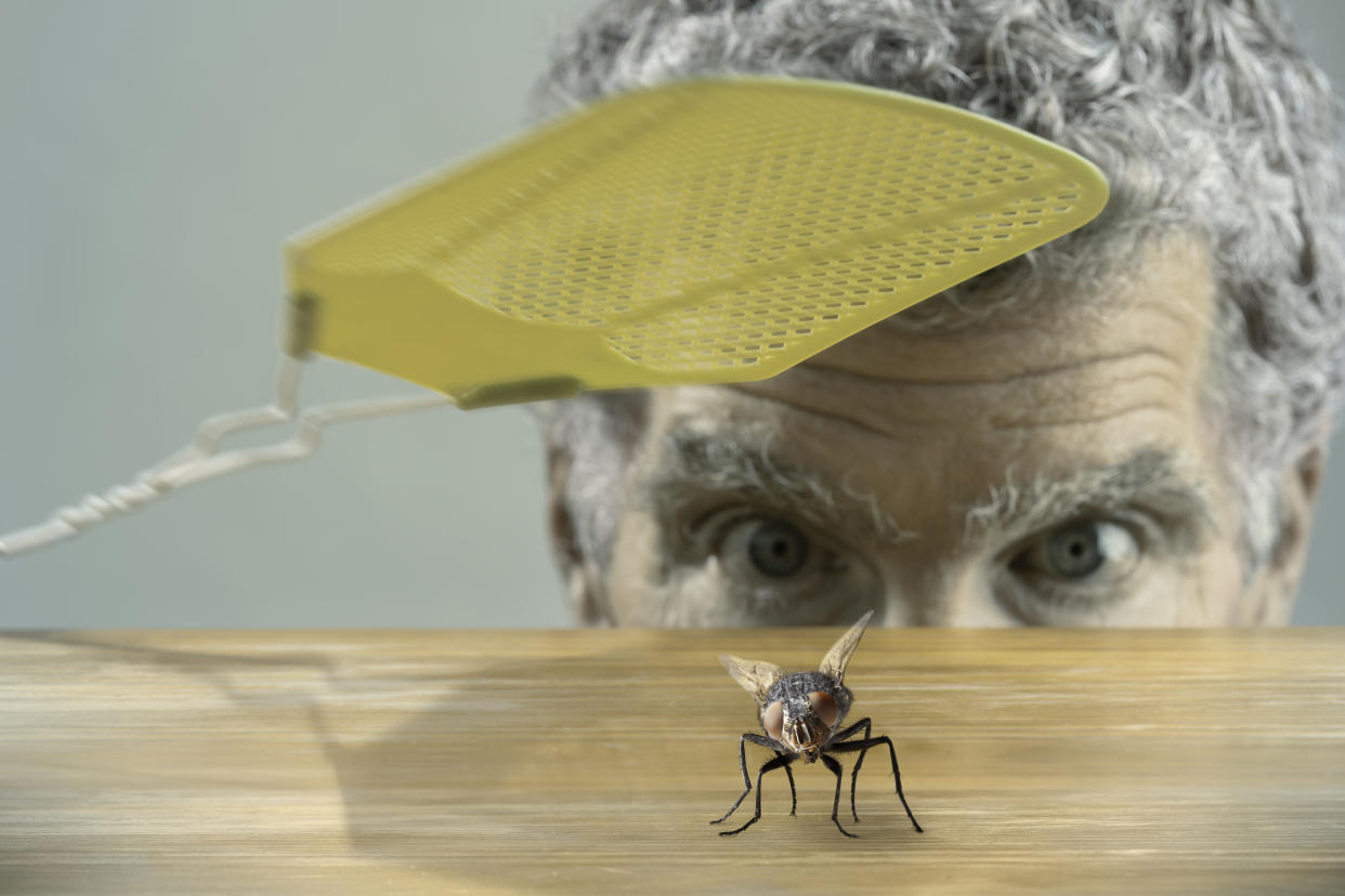 The heatwave has encouraged house flies into our homes. (Getty Images)