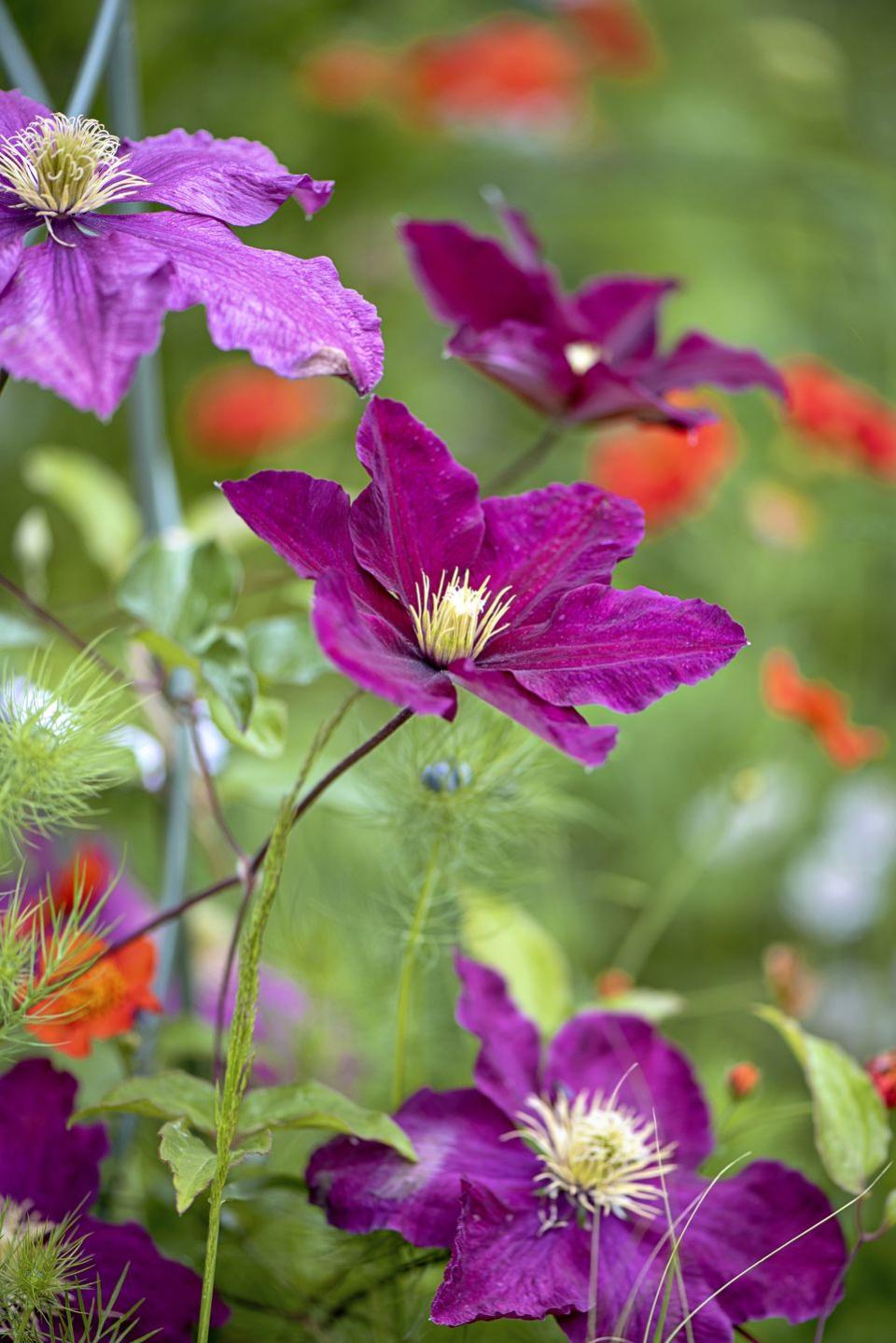 a close up of some clematis flowers