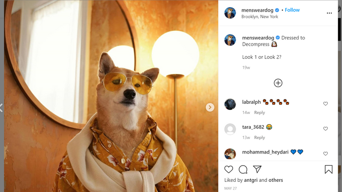 Menswear Dog (@mensweardog) Instagram