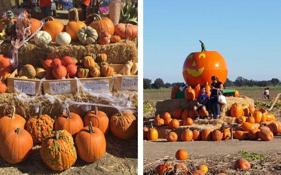 2. Uncle Ray's Pumpkin Patch