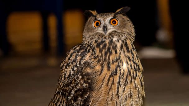 PHOTO: The New York City Mayor's Office released an image of a Eurasian eagle owl that escaped from the Central Park Zoo after its exhibit was vandalized. (NYC Mayor's Office/Twitter)