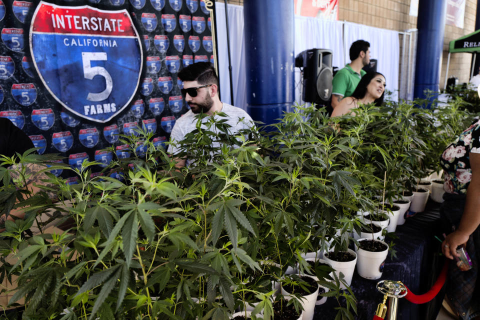 FILE - This Oct. 20, 2018, file photo shows marijuana clone plants displayed for sale by Interstate 5 Farms at the cannabis-themed Kushstock Festival at Adelanto, Calif. The leading cannabis industry group in California announced Tuesday, Jan. 19, 2021, it had reached an agreement with a state credit union that will provide access to checking and other banking services for marijuana companies, ending what had been a longstanding obstacle for many businesses. (AP Photo/Richard Vogel, File)