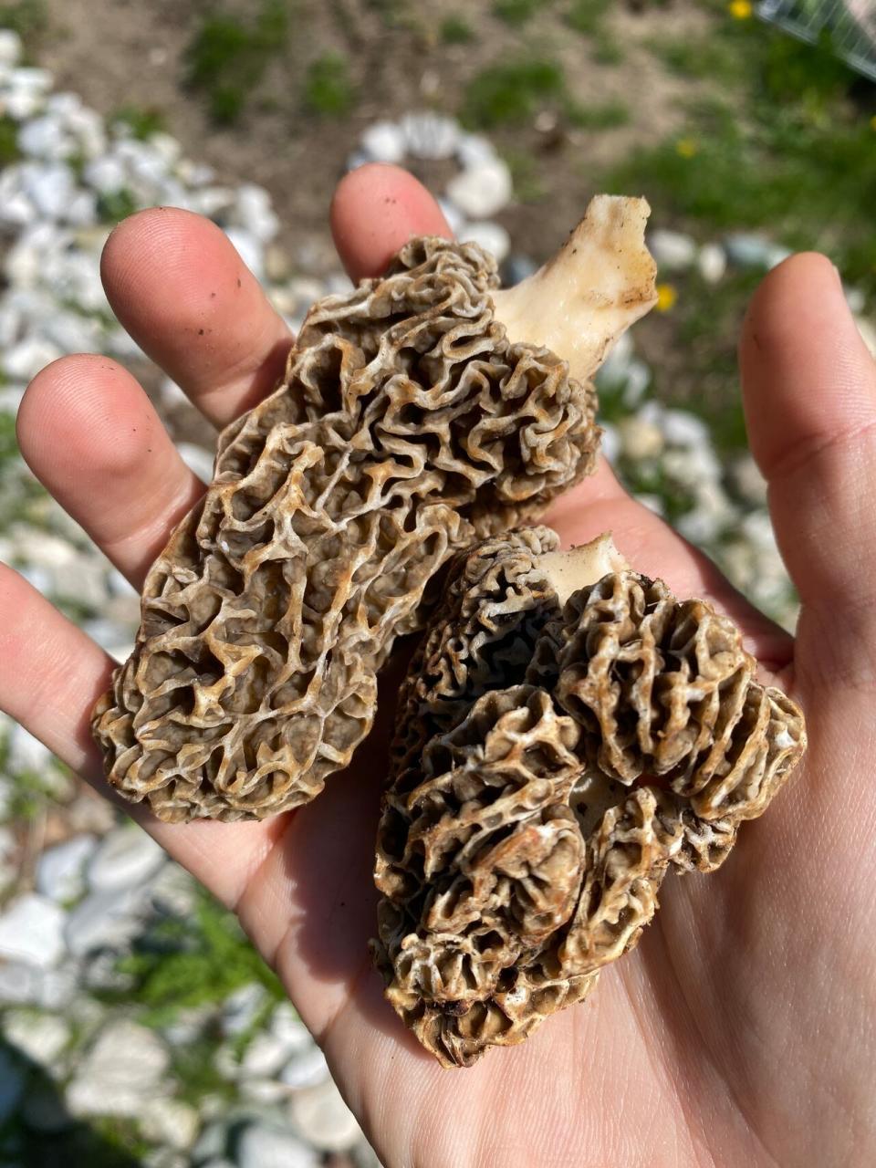 Three morel mushrooms found at the Fanshawe Conservation Area in London, Ont. 