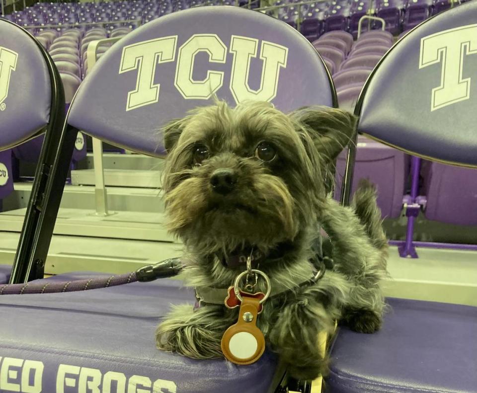 TCU senior guard Chuck O’ Bannon takes Hitman nearly everywhere he goes. Hitman is a Maltese Yorki.