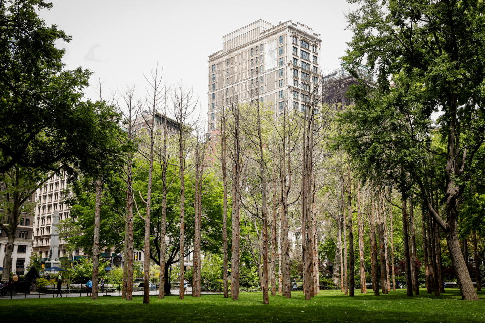 "Ghost Forest" an art installation designed by artist Maya Lin is seen in Madison Square Park in the Manhattan borough of New York City May 10, 2021. REUTERS/Brendan McDermid