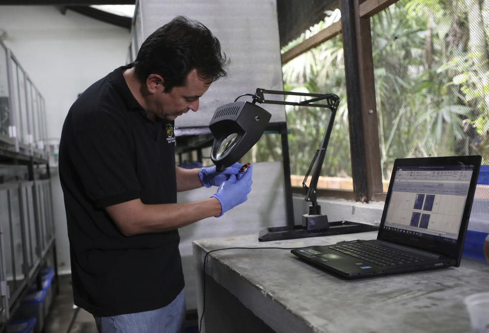 Colombian conservationist Ivan Lozano's inspects a frog at his “Tesoros de Colombia” breeding center in Cundinamarca, Colombia, Tuesday, April 23, 2019. “We can’t control the fact that in some countries it is legal to own these animals,” Lozano said. “But we want to make sure that collectors buy animals that are raised in captivity and are legally exported.” (AP Photo/Fernando Vergara)