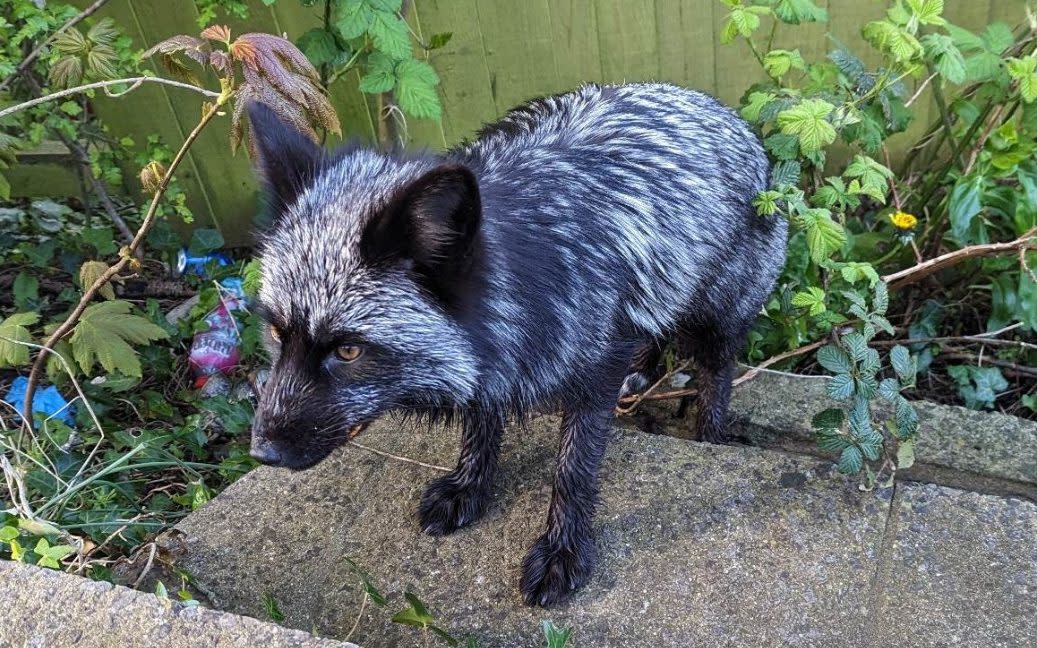 Shadow is believed to have been abandoned and was first spotted by locals in Barry on April 8 - Media Wales / Black Foxes UK