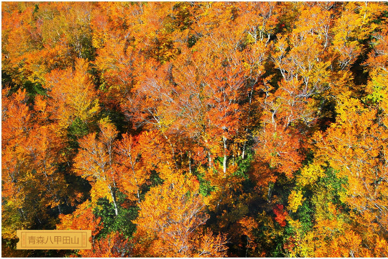 八甲田山紅葉絕景