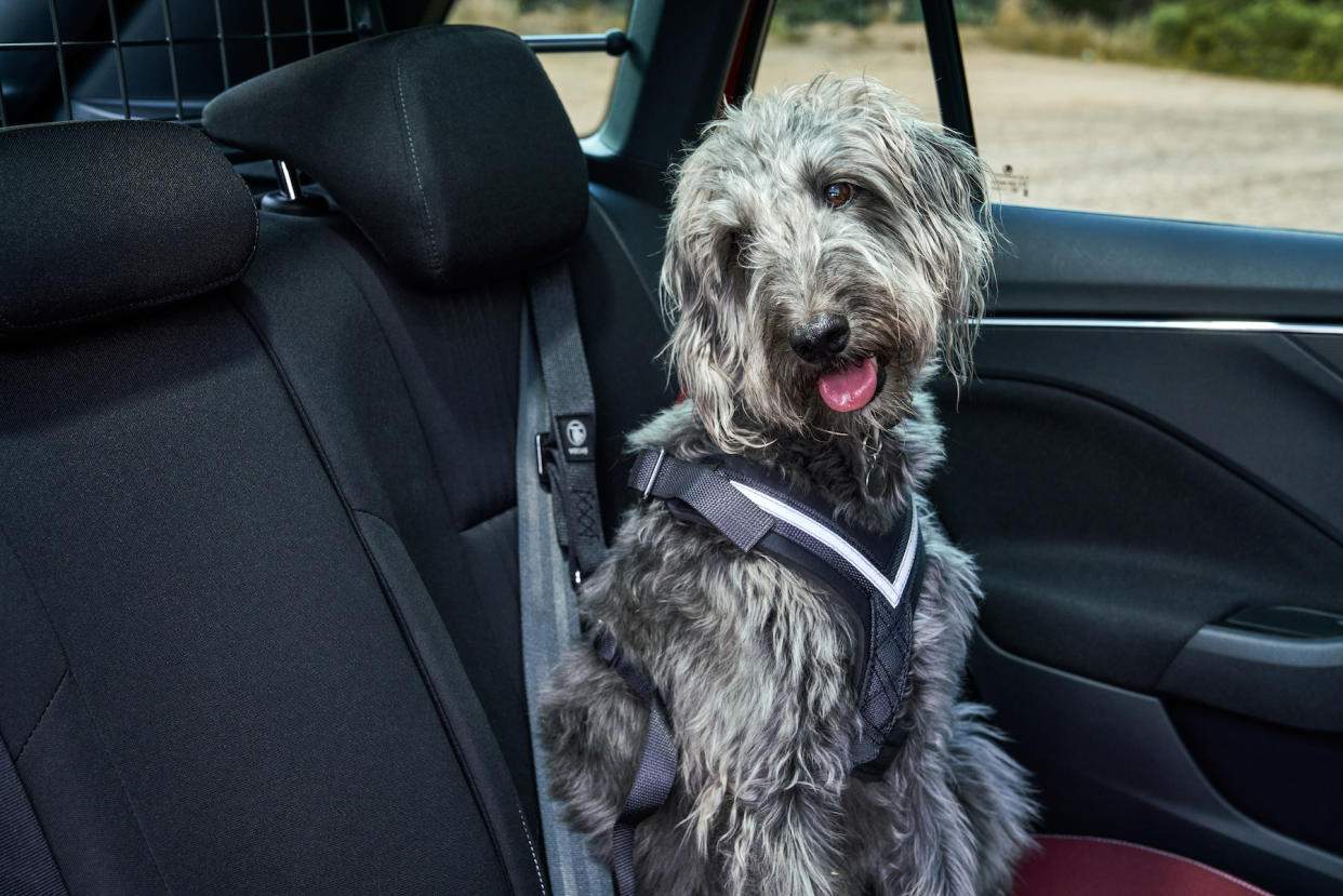 Skoda dog survey