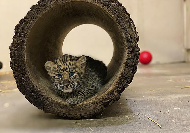 Syracuse zoo welcomes rare Amur tiger cubs (see new photos) 