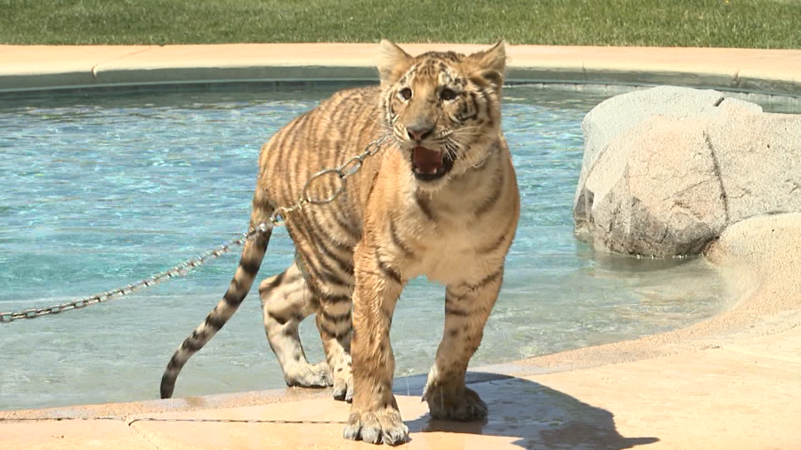 One of Dirk Arthur’s tigers emerging from a pool in the backyard of the magician’s south valley compound in 2008. (KLAS)