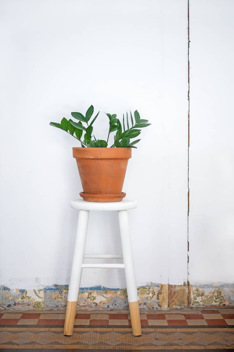 plant in terra cotta pot on top of white stool