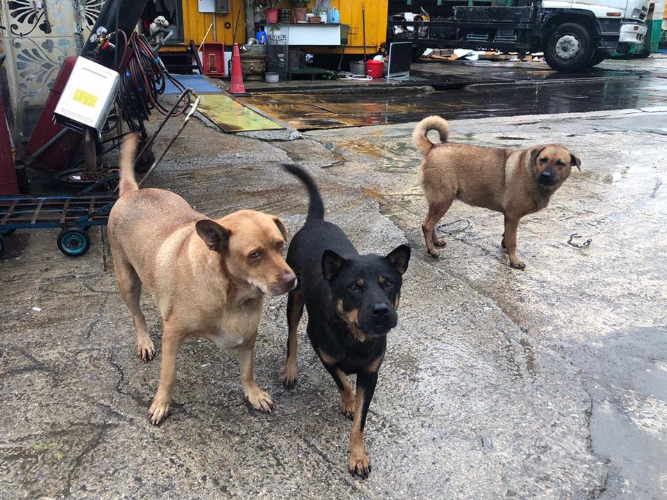 泰臣（中）在2018年曾在將軍澳的回收場當倉狗，當時他的名稱叫四眼仔。
