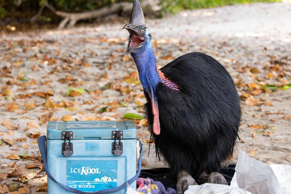 A cassowary bird raids a picnic cooler