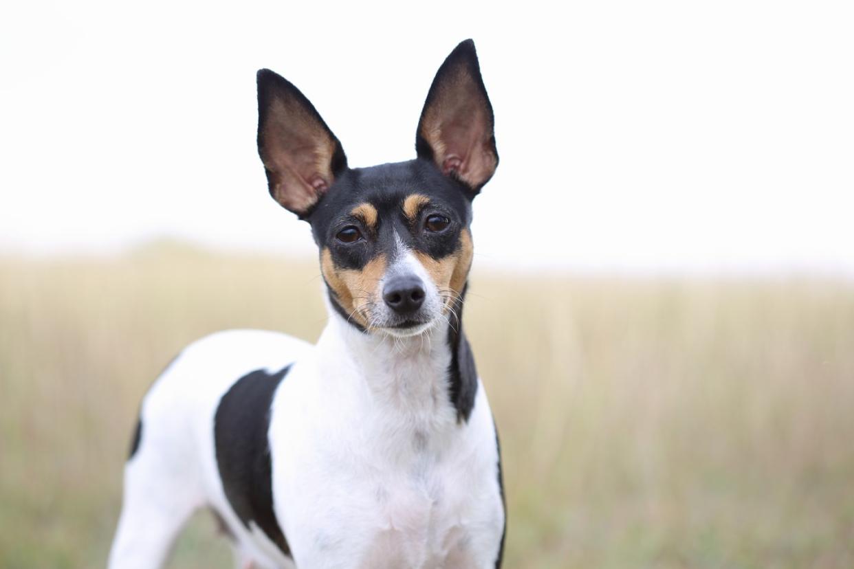 small dog breeds toy fox terrier