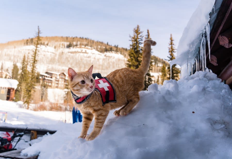 Scout, the avalanche rescue cat.