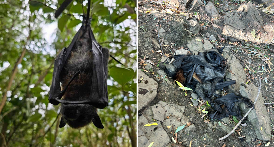 Left - a hanging dead bat. Right - a pile of dead bats.