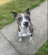 Teeny our sweet satellite ears boy loves treats and bacon. He is approximately 2 years old and is a handsome mixed breed.