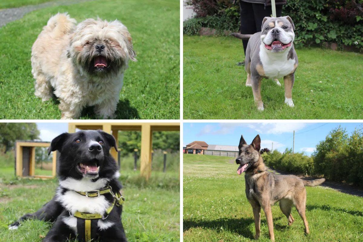 Darlington Dogs Trust has a number of perfect pups ready to become part of a loving home Credit: DOGS TRUST <i>(Image: Dogs Trust)</i>