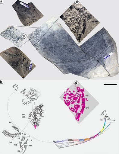 (a) Photograph of three separate blocks,  arranged following their original positions in the field. (b) Interpretive drawing: Dotted line indicates the rough course of the vertebral column of the adult. The different color in the cervical region aims to facilitate the association of cervical ribs with corresponding vertebrae. (c) Photo showing a close-up of the embryo preserved in the stomach region of the mother. (d) Interpretive drawing of the embryo. (e) Photo showing a close-up of the perleidid fish preserved in the stomach region of the mother.