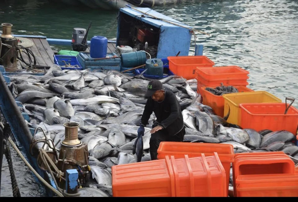 <strong>專家指出魚類也是野生動物，不應只被以食物的角度來看待。（圖／高雄市前議員林于凱）</strong>