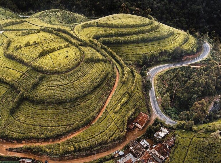 Campos de té verde en Sri Lanka.