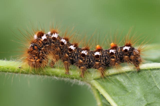 Brown-tail Moth Euproctis chrysorrhoea Caterpillar