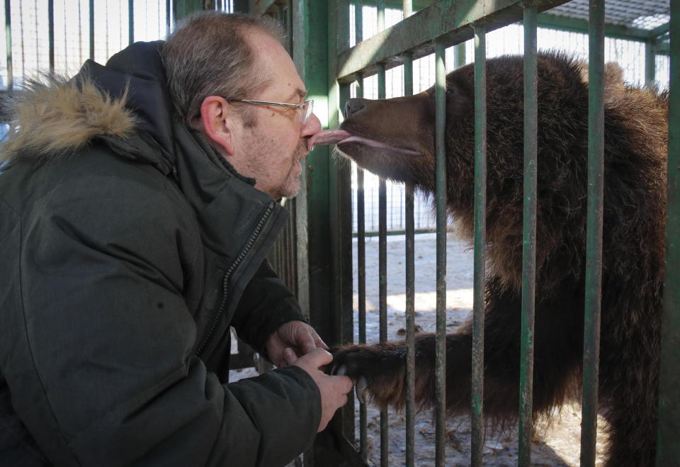 In this Wednesday, March 6, 2019 photo, Alexander Fyodorov, owner and founder of Veles Center, a rehabilitation shelter for wild animals, looks at Bear Masha who lost a leg, in Rappolovo village, outside St. Petersburg, Russia. Some 200 wild animals are receiving care at the Veles Center, an out-of-the-way operation regarded as Russia's premier facility for rehabilitating creatures that were abandoned or fell victim to human callousness. (AP Photo/Dmitri Lovetsky)