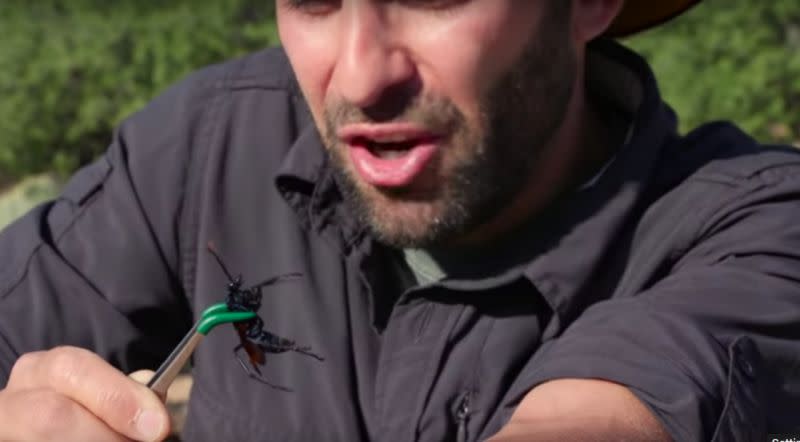 Biologia evolução e vida. - Tarantula Hawk: essa vespa quase do tamanho de  uma palma humana, tem a 2ª pior picada do mundo, ser picado por um bicho  desses pode proporcionar uma