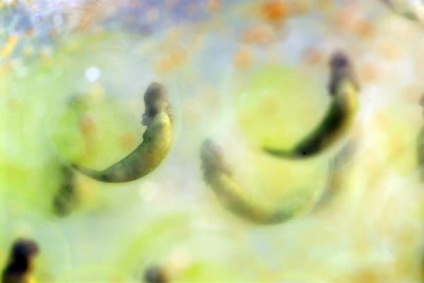 Spotted salamander eggs with incorporated algae making them look green.