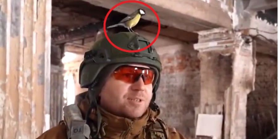 The bird decided to listen to the interview, perching on the fighter's helmet