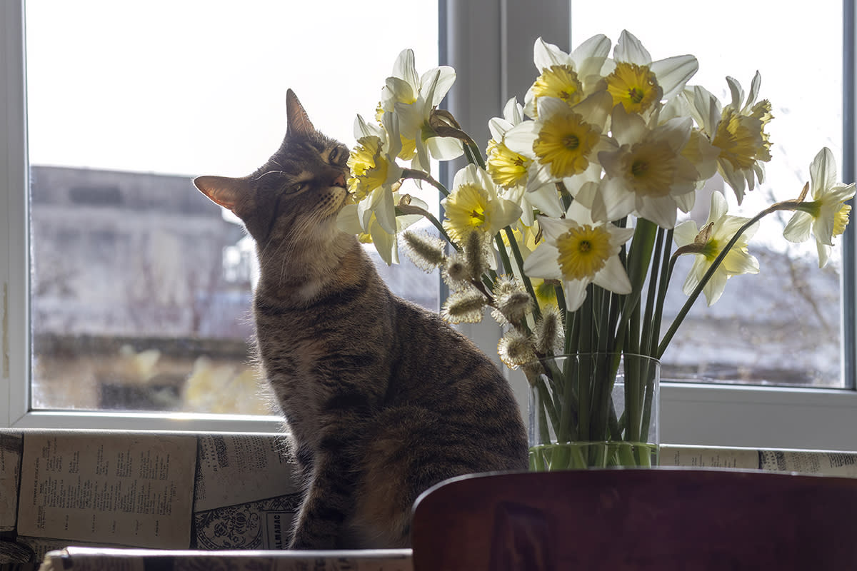 https://www.gettyimages.com/detail/photo/cat-is-sitting-and-sniffing-flowers-in-vase-royalty-free-image/1481281775?phrase=pet+Daffodils