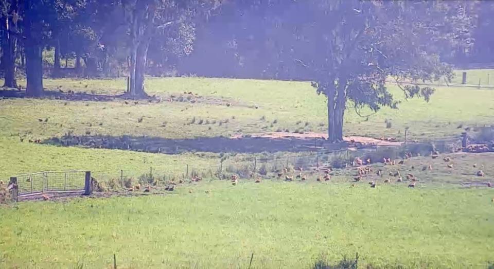 Still of chickens roaming on farm