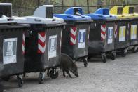 A wild boars strolls past trash bins in Rome, Friday, Sept. 24, 2021. They have become a daily sight in Rome, families of wild boars trotting down the city streets, sticking their snouts in the garbage looking for food. Rome's overflowing rubbish bins have been a magnet for the families of boars who emerge from the extensive parks surrounding the city to roam the streets scavenging for food. (AP Photo/Gregorio Borgia)