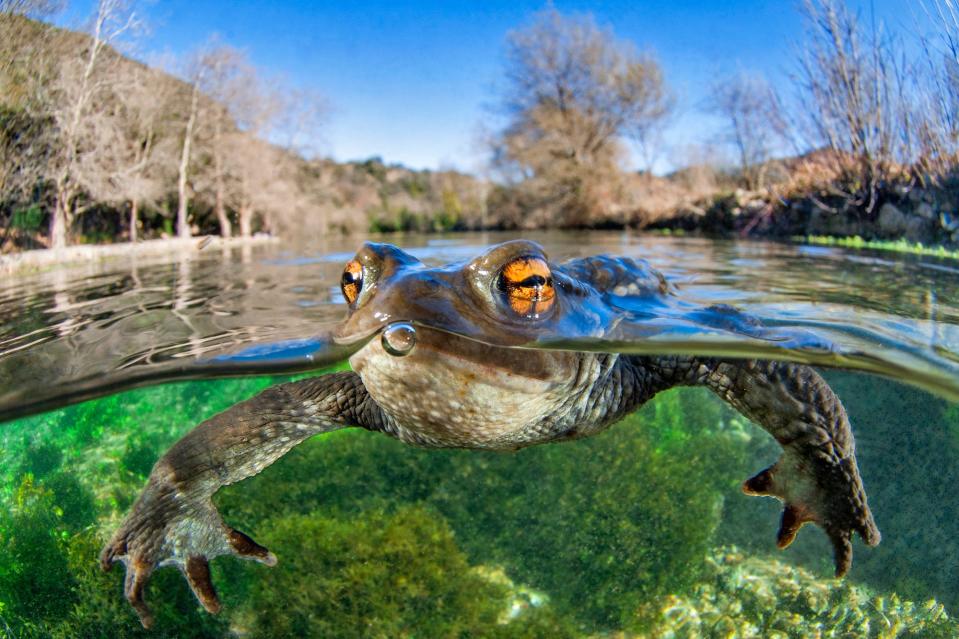 © Mathieu Foulquie Bufo bufo CUPOTY