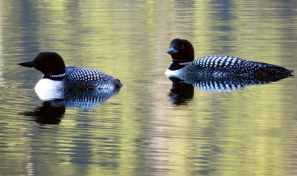 Don't be surprised if you spy a common loon at Lake Hefner.