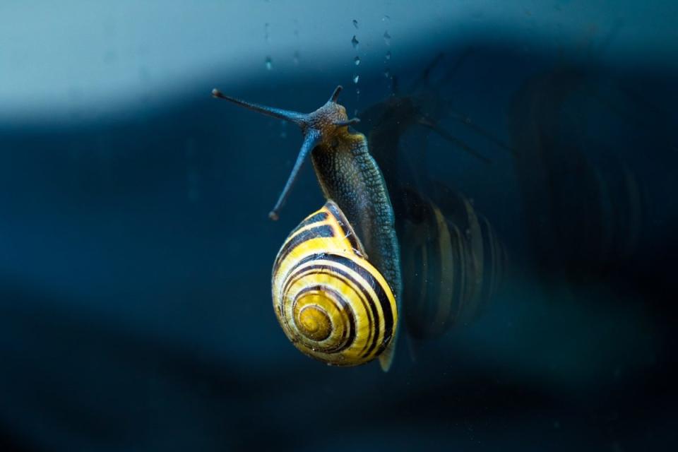 Snail, [Photo credit: Pixabay | Pexels]