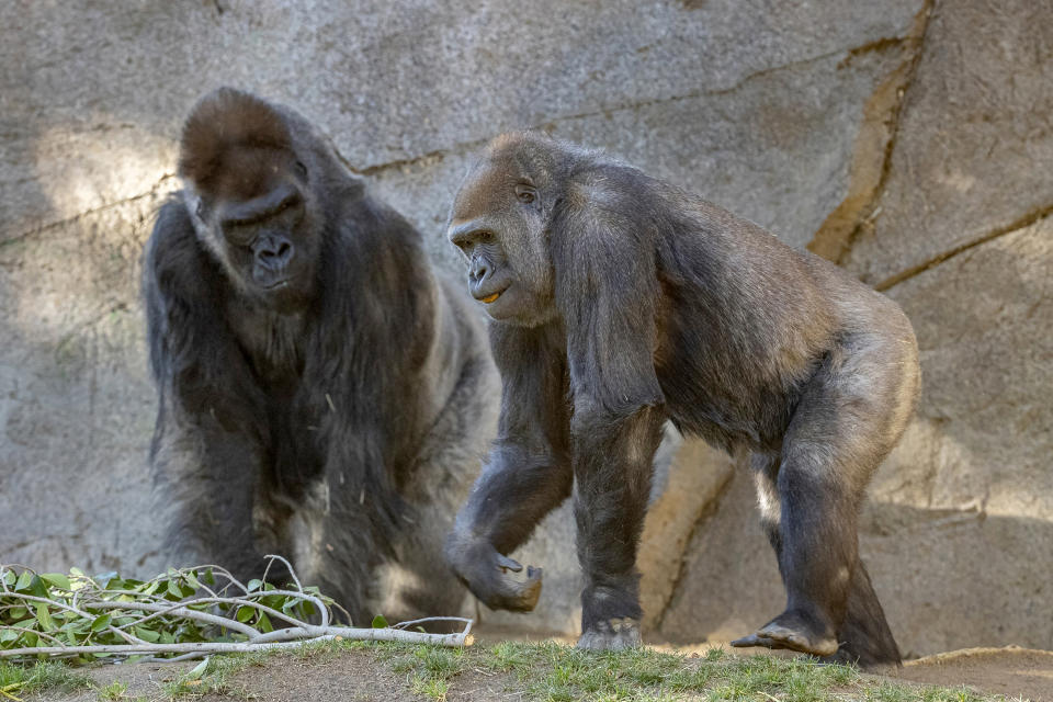 In this January 2021 photo provided by the San Diego Zoo, Winston, a silverback gorilla at the San Diego Zoo, left, and a gorilla named Imani are seen their enclosure at the San Diego Zoo Safari Park in Escondido, Calif. They are among several gorillas at the San Diego Zoo Safari Park that are expected to make a full recovery weeks after testing positive for the coronavirus, including one who received antibody treatment. Safari Park executive director Lisa Peterson said the eight western lowland gorillas were likely exposed by a zookeeper who tested positive for COVID-19 in early January. (Ken Bohn/San Diego Zoo Global via AP)