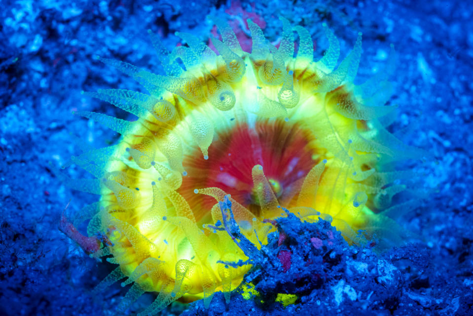 Some small shark species are thought to use their fluorescence to find mates. (Photo: Simon Pierce/Caters News)