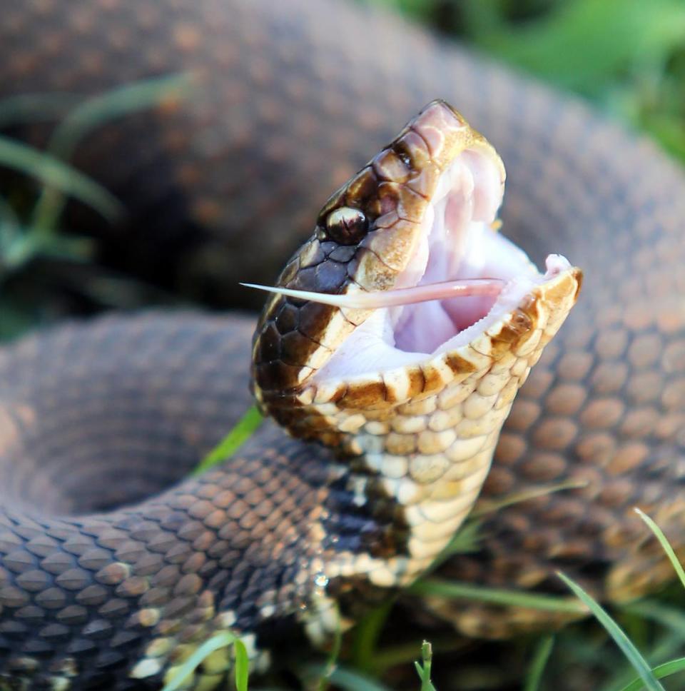 A cottonmouth lashes its tongue in the Little River community on Monday, July 18, 2016.