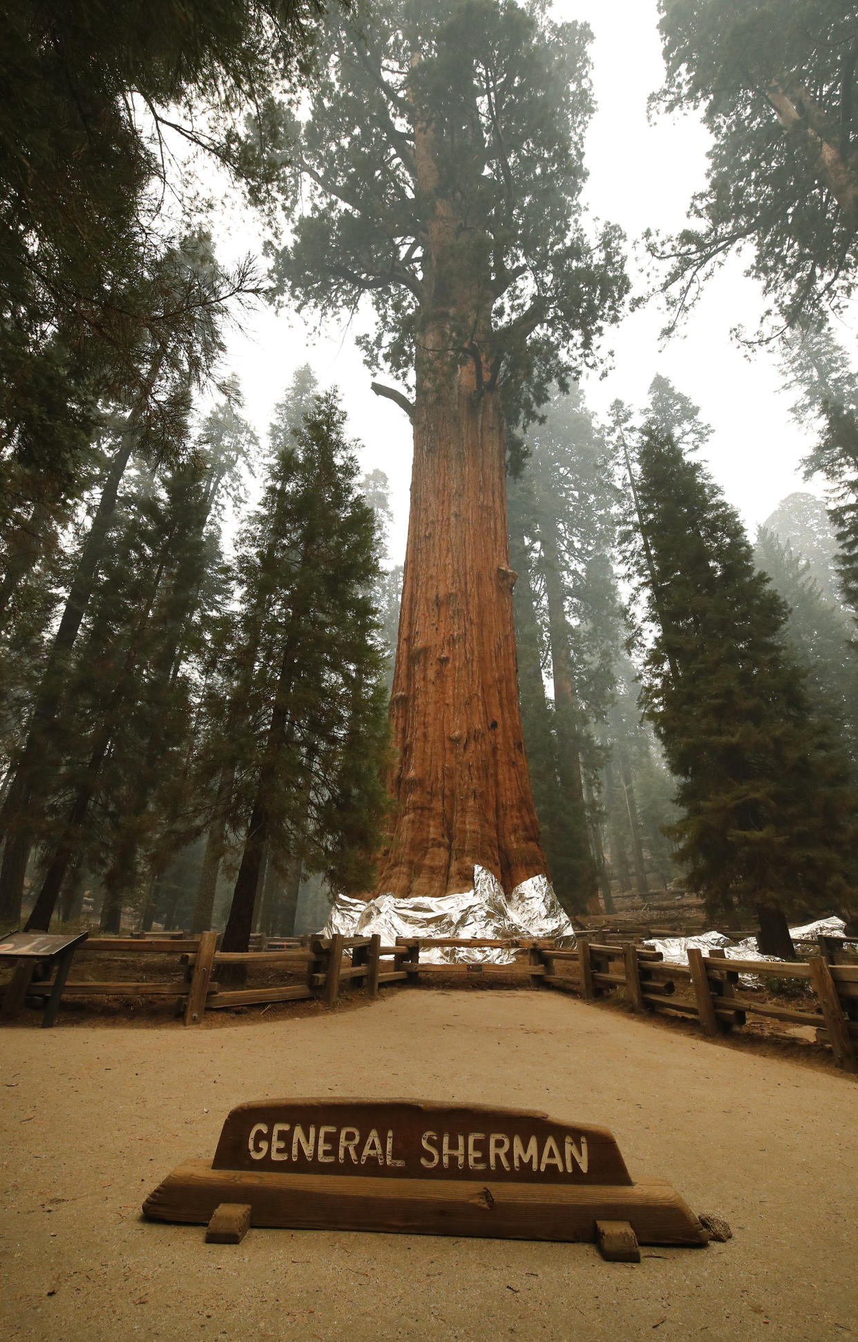 Thousands Of Giant Sequoias Killed In California Wildfires 