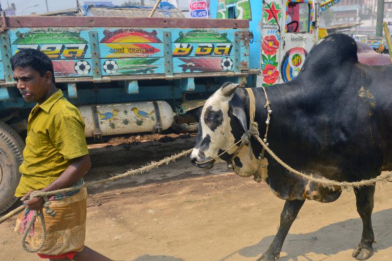 A livestock trader leads a cow at the Gabtoli cattle market in Dhaka on September 30, 2014, ahead of Eid-al Adha, the feast of the sacrifice