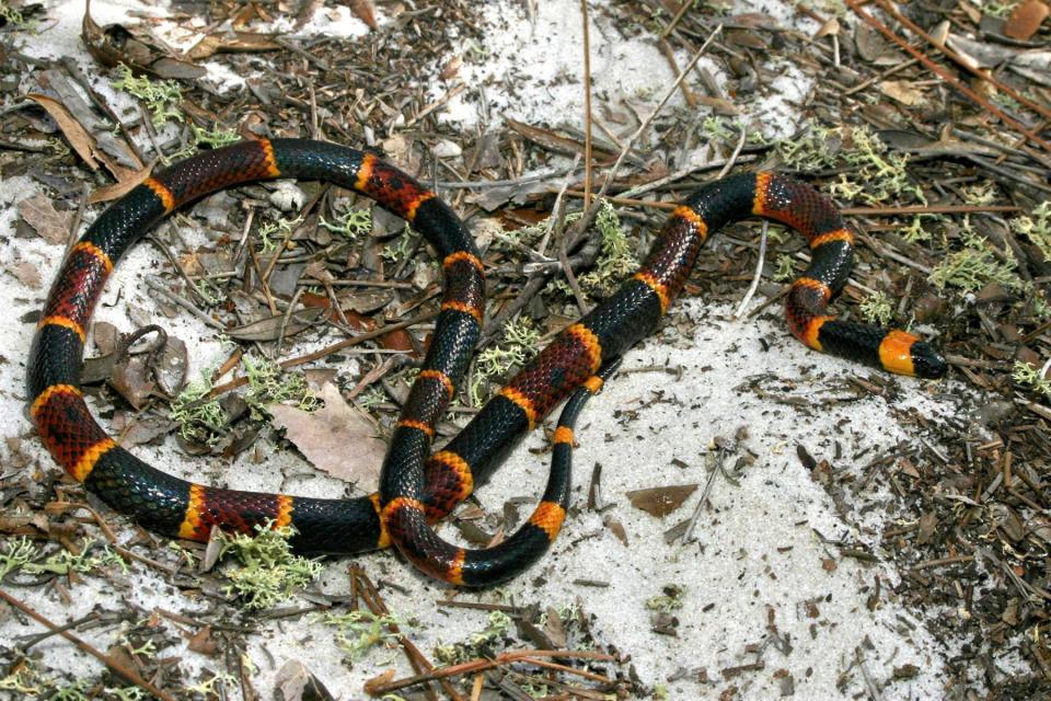 FWC officials say the coral snake’s venom is the most potent of any snake in North America.