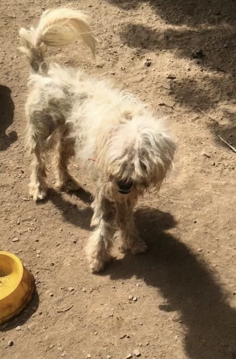 A shaggy dog stands in a sunny area with a bowl nearby