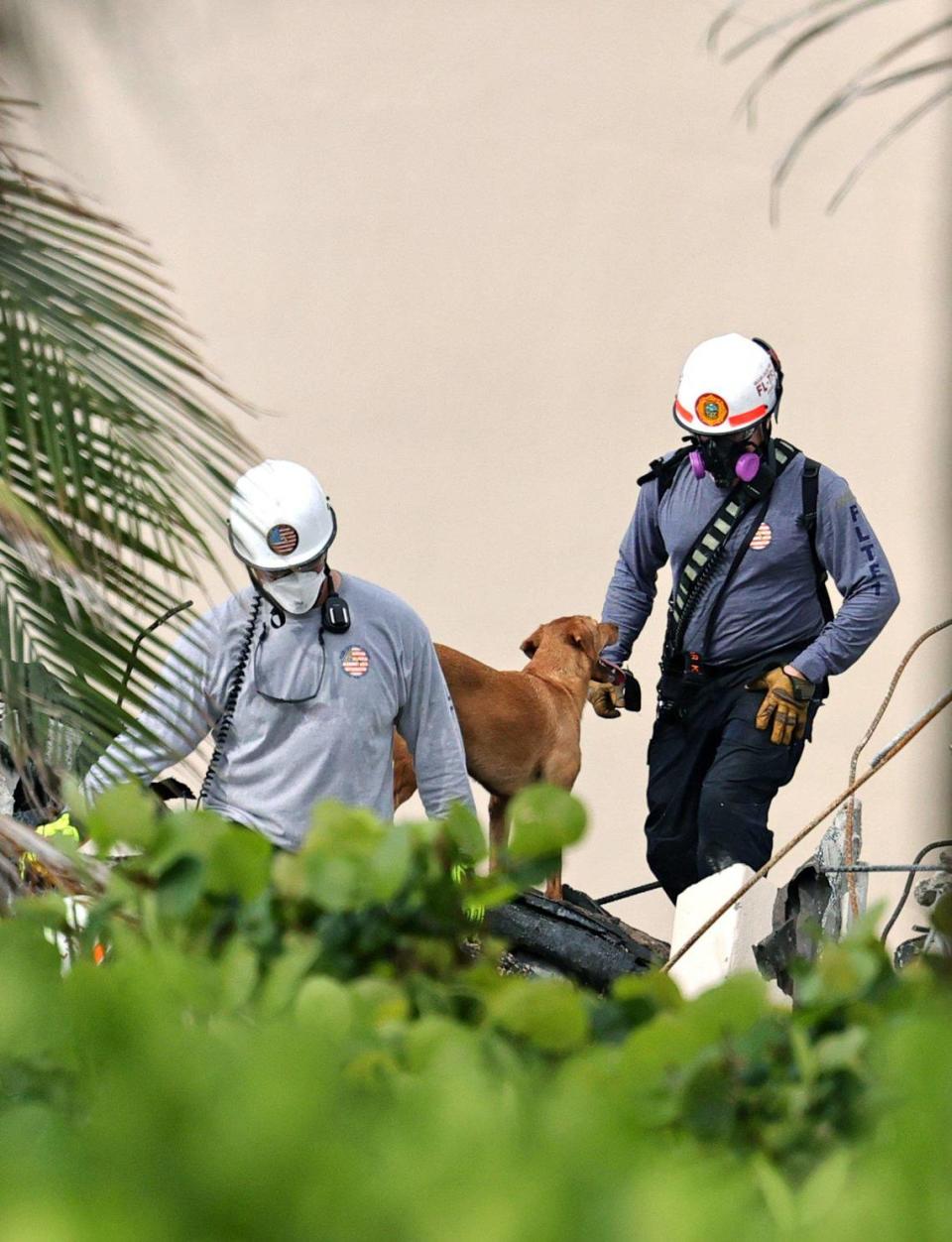 Search and rescue personnel with dogs search for survivors through the rubble at the Champlain Towers South Condo in Surfside, Florida, Friday, June 25, 2021. The apartment building partially collapsed on Thursday, June 24.