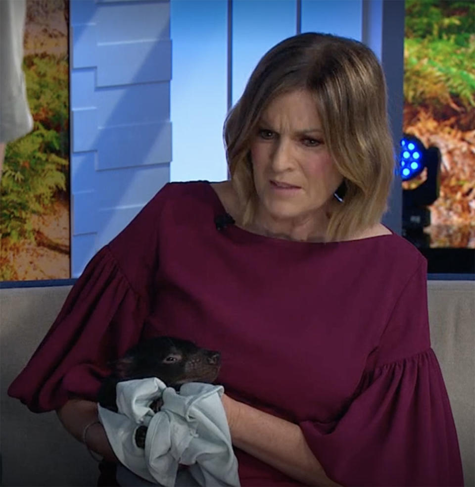 Kylie Gillies holding a Tasmanian devil on The Morning Show