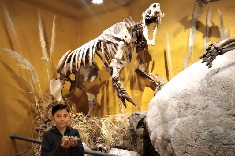 En el Museo de Ciencias Naturales de Miramar destacaron que la actitud de Bruno y sus padres de llamar a la institución tras el hallazgo fue la correcta, porque los restos deben ser tratados por personal idóneo